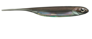 Guma spinningowa Fish Arrow Flash-J wakasagi/Aurora