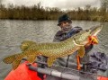 PRZYNĘTA Savage Gear 4D Line Thru Perch 17cm Albino