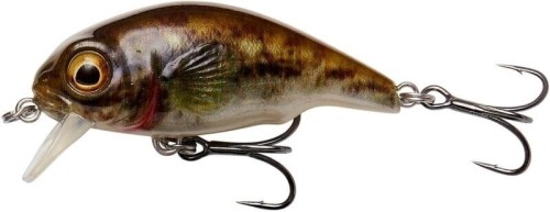 goby.jpg