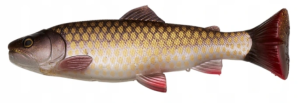 Savage Gear 3D Craft Trout PT 20cm 104g DIRTY ROACH 
