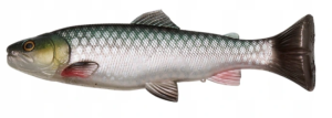 Savage Gear 3D Craft Trout PT 20cm 104g GREEN SILVER