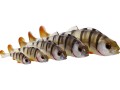 p092_original-perch-shadtail_headline_default.jpg