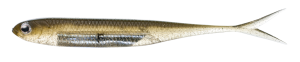 Przynęta gumowa Fish Arrow Flash-J 5" 12,5cm 15g Kosan AYU/Silver #06
