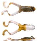 Przynęta gumowa SPRO The Frog 12cm Brown Frog