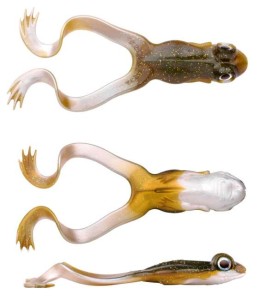 Przynęta gumowa SPRO The Frog 12cm Brown Frog