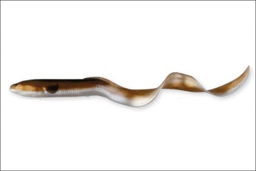 Sg-Lb-Real-Eel-15cm-12g-4g-3-1pcs-02-Olive-Pearl-N_[10807]_1200.jpg