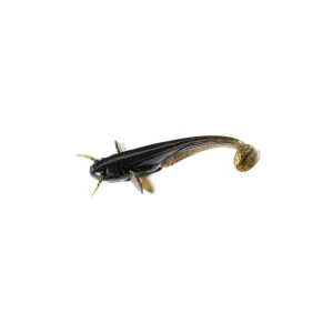 Przynęta gumowa Catfish 3" #043 Watermelon Brown/Black/ 1 szt.  