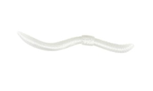 Przynęta gumowa SPRO Trout Master Dendrobena 6cm- Pearl 15szt. 