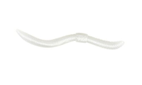 Dendrobaena_Pearl.jpg