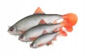 GUMA-FOX-RAGE-ULTRA-REALISTIC-ROACH-REPLICANT-10cm-Liczba-sztuk-1-szt.jpg