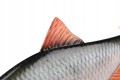 GUMA-FOX-RAGE-ULTRA-REALISTIC-ROACH-REPLICANT-10cm-Marka-Fox-Rage.jpg