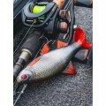 Na-SZCZUPAKA-Fox-Rage-Guma-ULTRA-REALISTIC-ROACH-REPLICANT-14cm-40g-1szt-Kod-producenta-NRE502.jpg