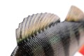 GUMA-FOX-RAGE-ULTRA-REALISTIC-PERCH-REPLICANT-14cm-Kod-producenta-NRE505.jpg