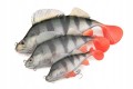 GUMA-FOX-RAGE-ULTRA-REALISTIC-PERCH-REPLICANT-14cm-Przeznaczenie-sandacze-sumy-szczupaki.jpg