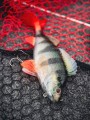 Na-SZCZUPAKA-Fox-Rage-Guma-ULTRA-REALISTIC-PERCH-REPLICANT-18cm-100g-1szt-Liczba-sztuk-1-szt.jpg