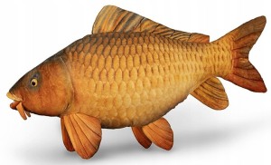 Pluszowy karp poduszka Delphin Carpy 60cm