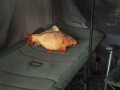 Pluszowy-karp-poduszka-Delphin-Carpy-60cm-Kod-producenta-101006075.jpg