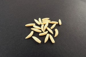  Sztuczny Robak Naturalny MAD CARP  