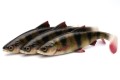 PRZYNĘTA Savage Gear 4D RIVER ROACH 18cm Perch