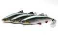PRZYNĘTA Savage Gear 4D RIVER ROACH 18cm Green Silver