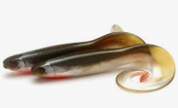 CURLTEEZ BASSORANGE 8,5CM.png